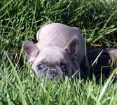 Frenchie Willow Ollie's Sister 2.webp