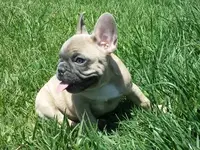 frenchie BF1.webp