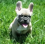 Frenchie BF3.webp