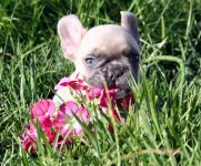 Frenchie Ollie baby pic.jpg