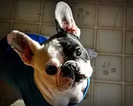 1459768_10151880764298710_1823683373_n.webp