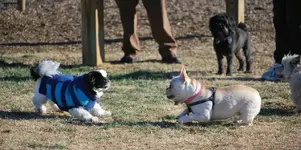 DSC_3952.webp