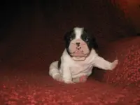 Sarge11.6.2012_3Wks.webp