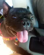 tootsie.jpg tootsie.jpg