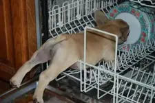 600_152189422.webp