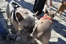 olliebutt.webp