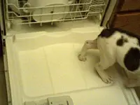 dishwasher3.2013.jpg