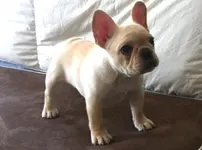 Adele at 11 weeks.webp