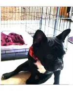 Absinthe the French Bulldog.jp.webp