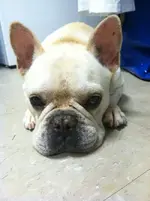 cooper.webp cooper.webp