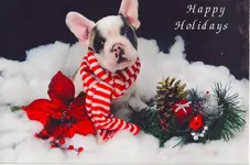 Yogi's 1st Xmas.webp