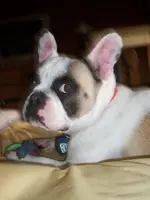 Yogi 18 mos.webp