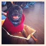 brutus.webp brutus.webp