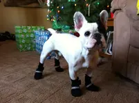photo(4).webp