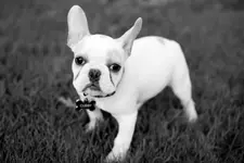 CubbyBW.webp