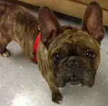 milo.webp
