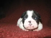 Sarge_11.6.2013_3Wks.webp