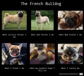 the-french-bulldog-188199e888eb5834bfa15a42a0c2b1.jpg