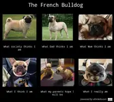 the-french-bulldog-188199e888eb5834bfa15a42a0c2b1.webp