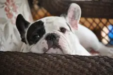 Bella.webp