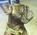 sadie.webp sadie.webp