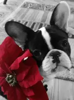 StellaXmas.webp