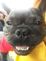 Truffle teeth.webp