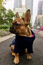 snout.webp