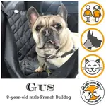 gus.webp