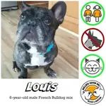 louis.webp louis.webp