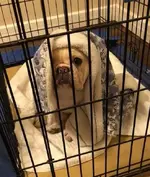 Katie covered with blanket.webp