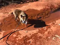 Buster on a hike.webp