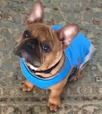 Frenchie Cool Coat (2).webp
