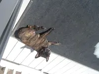 image.webp