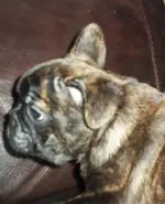 Beau profile 7 weeks.webp