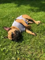 leo sun.webp