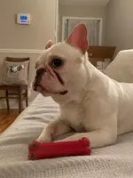 dog2.webp