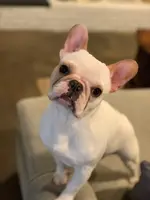 dog.webp