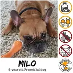 milo.webp