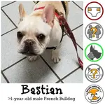 bastian.webp bastian.webp