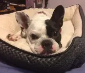 coco.webp