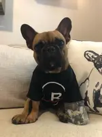 cookie1.webp