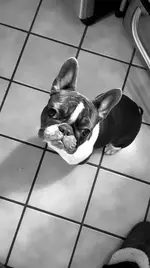 Stella.webp