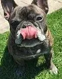 Cheli tongue.webp