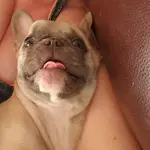 Bella.webp Bella.webp