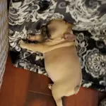 Bella Squish.webp