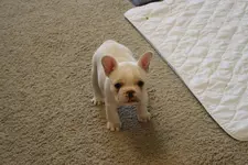 Katie 5 weeks old.webp