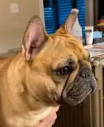 Coup 8-28-19.webp