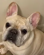 Henri 08-26-19.webp