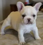 Katie at 5 weeks.webp